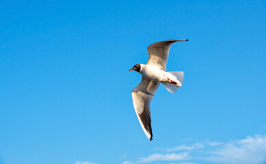 Seagulls at the North Sea on the beach in Germany