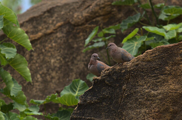 Naklejka na ściany i meble a pair of laughing doves perched on a rock and looking at each other in the wild Meru National Park, Kenya