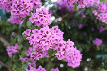 flowers in the garden