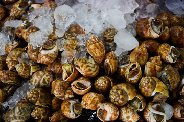 closeup alive spotted babylon with ice in container