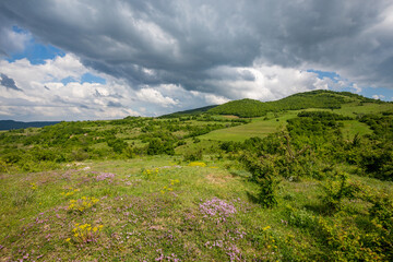 Fototapeta na wymiar Wild thyme growing near a road in Southern Bulgaria, Rhodope mountain. Cloudy spring day.