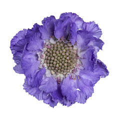 Top view of Pincushion flower aka Scabiosa Caucasia. Single blue blooming flower isolated on a...