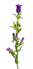 Fototapeta na wymiar Side view of Ppurple Bellflower aka Campanula. One blooming fower and buds on green stem with leaves. Isolated on a white background.