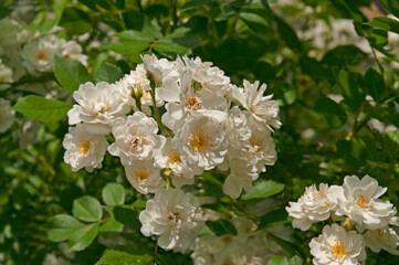 Bright beautiful white spray roses close-up on a background of green leaves in a flower garden