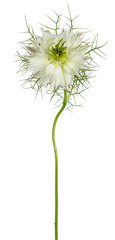 Side view of Love in a mist aka Nigella flower. White flower with green frizzy leaves on a stem. Isolated on a white background.