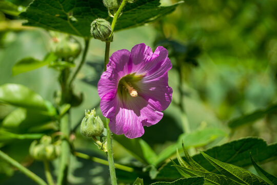 close-up photo of hollyhock flower, selective focus