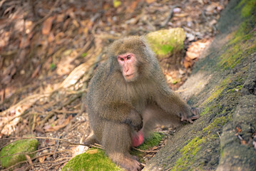 View of wild Yakushima Macaque monkey in Yakushima island, Japan