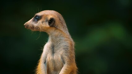 Close-up view of meerkat standing and turning his head in different directions