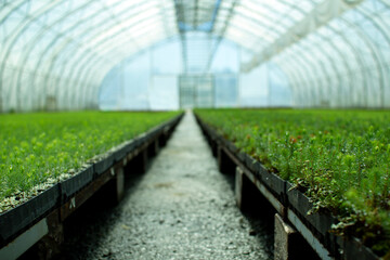 A greenhouse for growing plants and trees. A modern large greenhouse with spruce and pine seedlings.