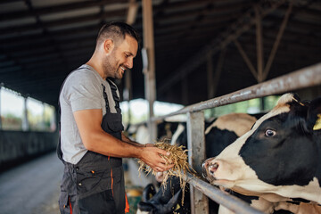 Adult man, giving food to animals.