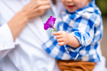 The little hands of a baby in a blue shirt are holding a purple flower
