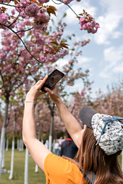 Rear view of a young woman in a cap and yellow t-shirt taking a photo of a blooming sakura or almond tree on a smartphone in public park