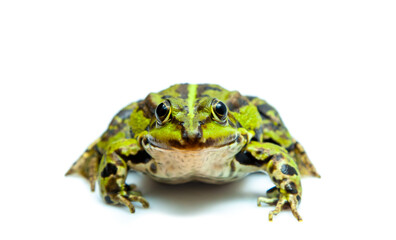 Green frog (Rana esculenta) is Looking At Camera. Pool water frog (Rana lessonae) isolated on white background. Template with copy space