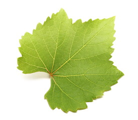 Young vine leaf isolated on white background