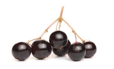 Elderberries, elder berries pile, isolated on white background
