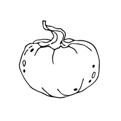 Vector cute hand drawn pumpkin on white background. 