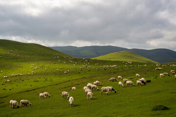 Fototapeta na wymiar sheep grazing in the meadow