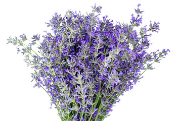Bunch of Lavender isolated on a white background