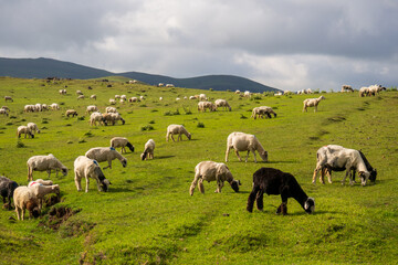 sheep grazing in the meadow