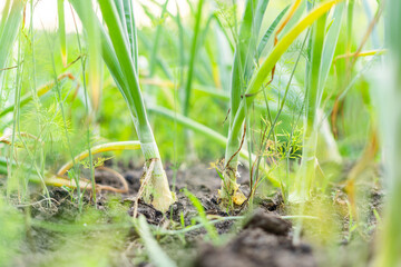 Onions in the ground in the garden close-up