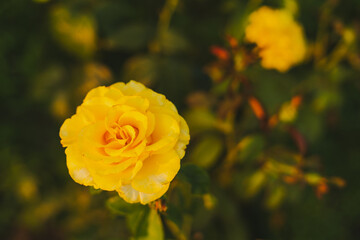 Beautiful bright yellow rose close-up at sunset