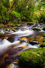 Lush green rain forest river