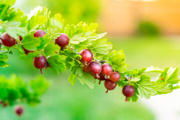 Gooseberry bush branch with beautiful red gooseberry berries