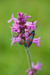 Ein Insekt auf Heilzies-Blüten (Stachys officinalis)