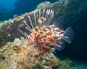 Red Sea lionfish swimming over underwater shipwreck