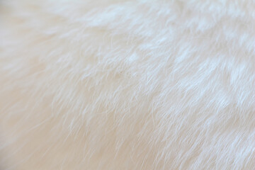 close-up white furry of cat for background.