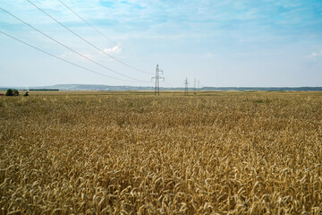 electricity poles in wheat field