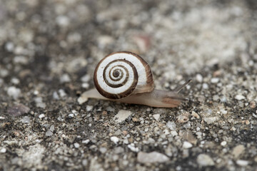 Caracol