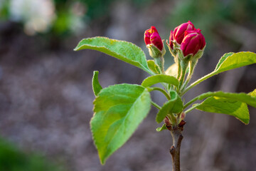 apple blossom