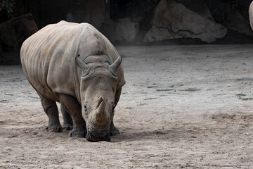 Fototapeta premium Southern White Rhinoceros, Ceratotherium Simum Simum, closely observes surroundings
