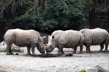 Naklejka premium Southern White Rhinoceros, Ceratotherium Simum Simum, stands against each other, are ready to push away