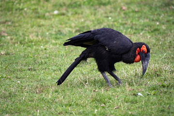 Southern Ground Hornbill, Bucorvus Leadbeaters, looking for food mostly on the ground.