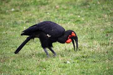 Southern Ground Hornbill, Bucorvus Leadbeaters, looking for food mostly on the ground.