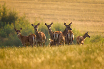 Cervus elaphus. Group of female European or common deer and young baby calf at sunset.