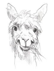 graphic sketch of a llama 