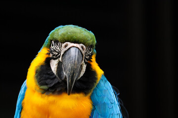 ルリコンゴウインコ