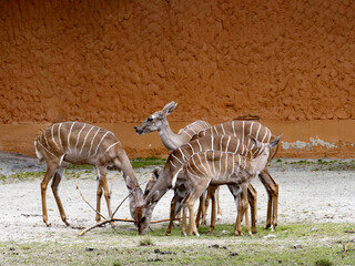 Fototapeta na wymiar Herd of Lesser Kudu, Tragelaphus imberbis, graze on the rest of the grass