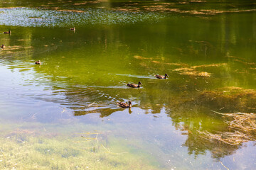 Duck on water scene. Duck water. Duck swim. Ducks swimming water