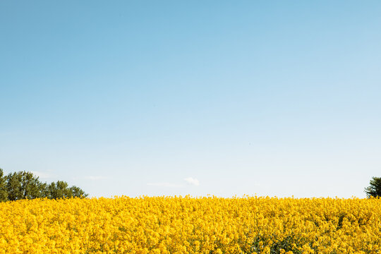 yellow flowers of rapeseed field blue sky