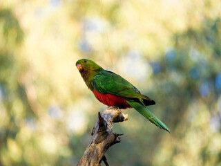 Red Winged Parrot Perched