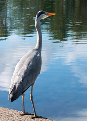 Close-up profile of Grey Heron, Ardea cinerea,  standing next to a clear water pond in the park waiting for his next prey. Tall, with long legs, a long beak and grey, black and white feathering. 
