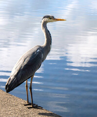 Close-up profile of Grey Heron, Ardea cinerea,  standing next to a clear water pond in the park waiting for his next prey. Tall, with long legs, a long beak and grey, black and white feathering. 