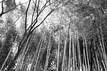 Naklejka premium Japan bamboo forest. Black and white Japan.
