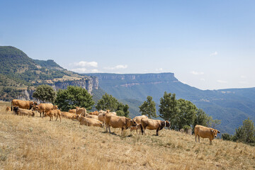Сows graze among the Catalan Pyrenees