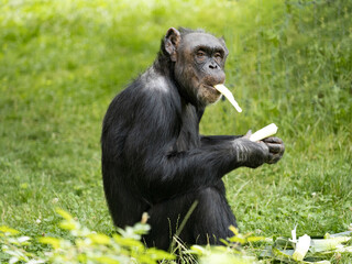 African Chimpanzee, Pan Troglodytes, with taste, eats peeled pulpy stem