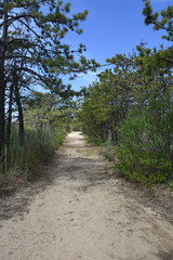 Fototapeta na wymiar Sandy Hiking Path through Scrub and Pine Trees